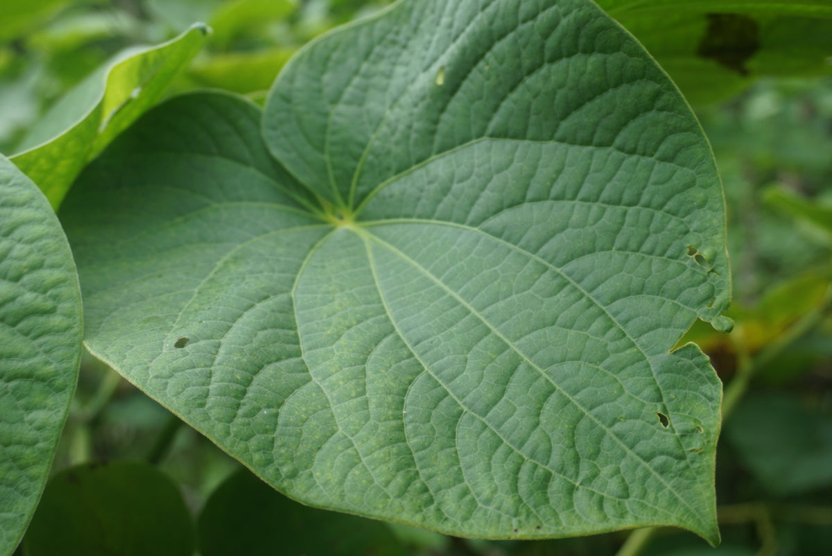 Qamea Kava 80% Kavalactone Extract - Noble Fijian Kava Liquid