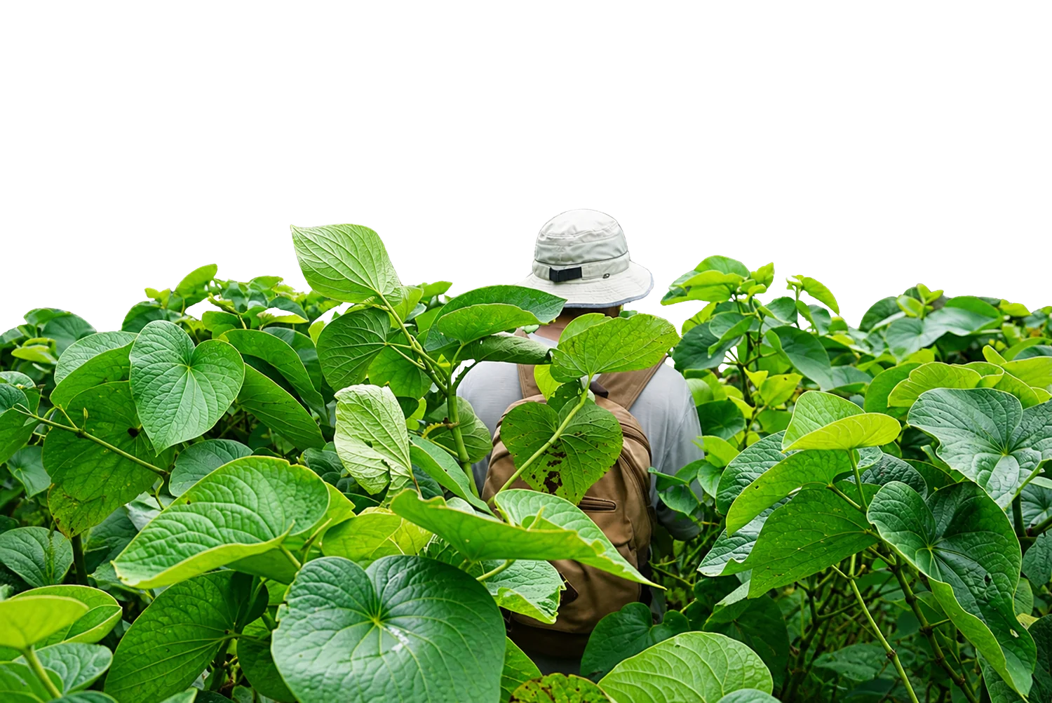 Walking through the kava field on Qamea Island