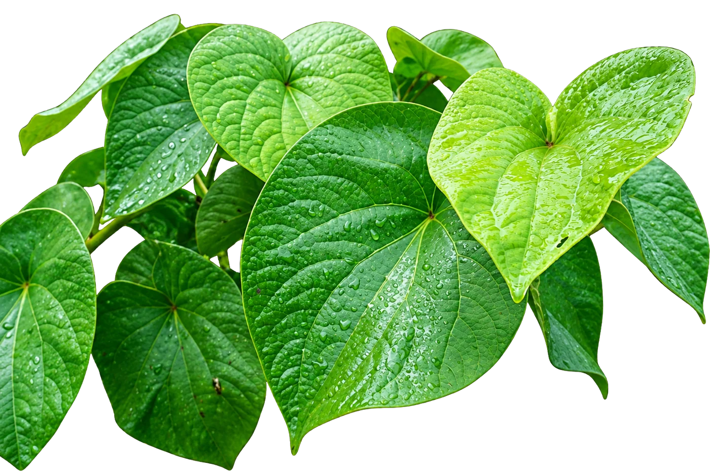 Noble kava leaves catching the rain