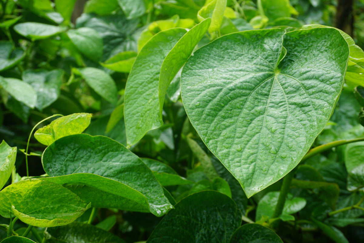 Qamea Kava – 1lb