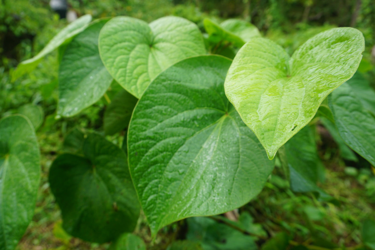 Qamea Kava – 1lb