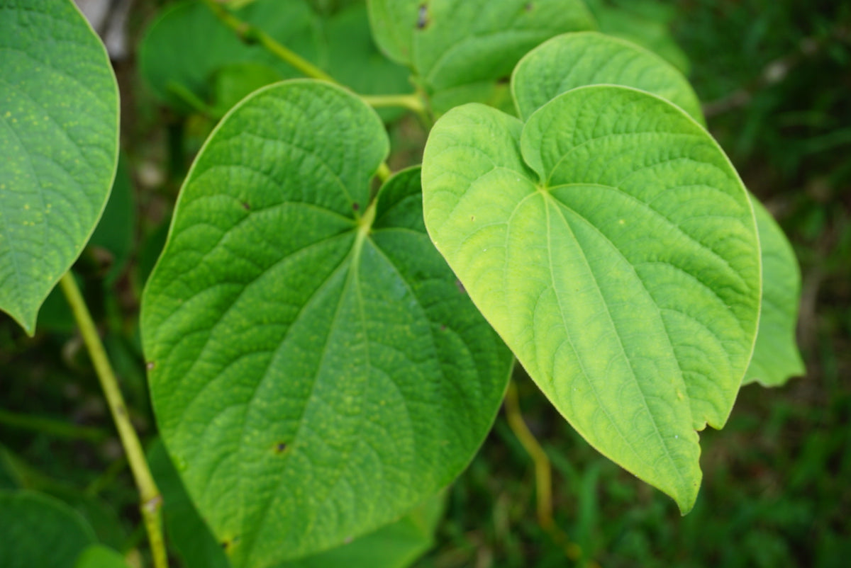 Qamea Kava 80% Kavalactone Extract - Noble Fijian Kava Liquid