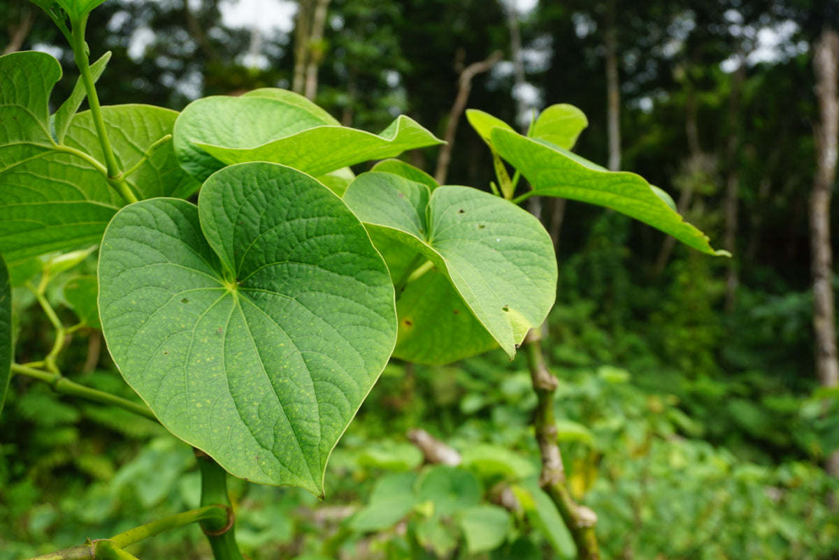 Qamea Kava – 1lb