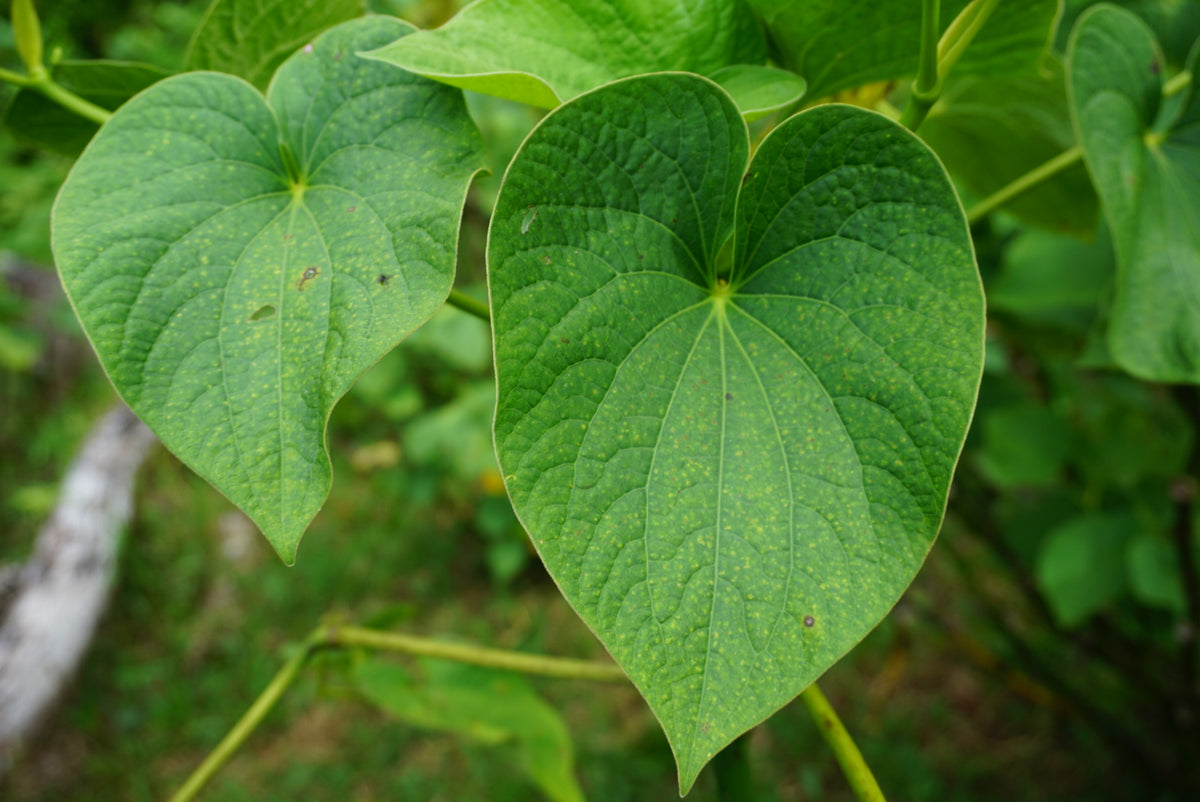 Qamea Kava – 1lb