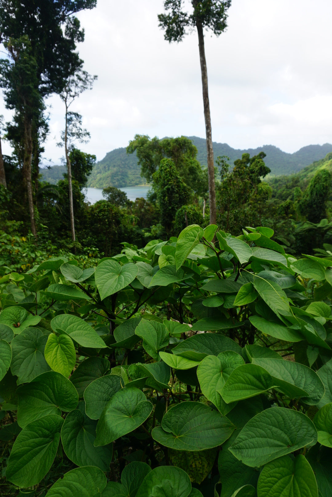 Traditional Kava Starter Kit