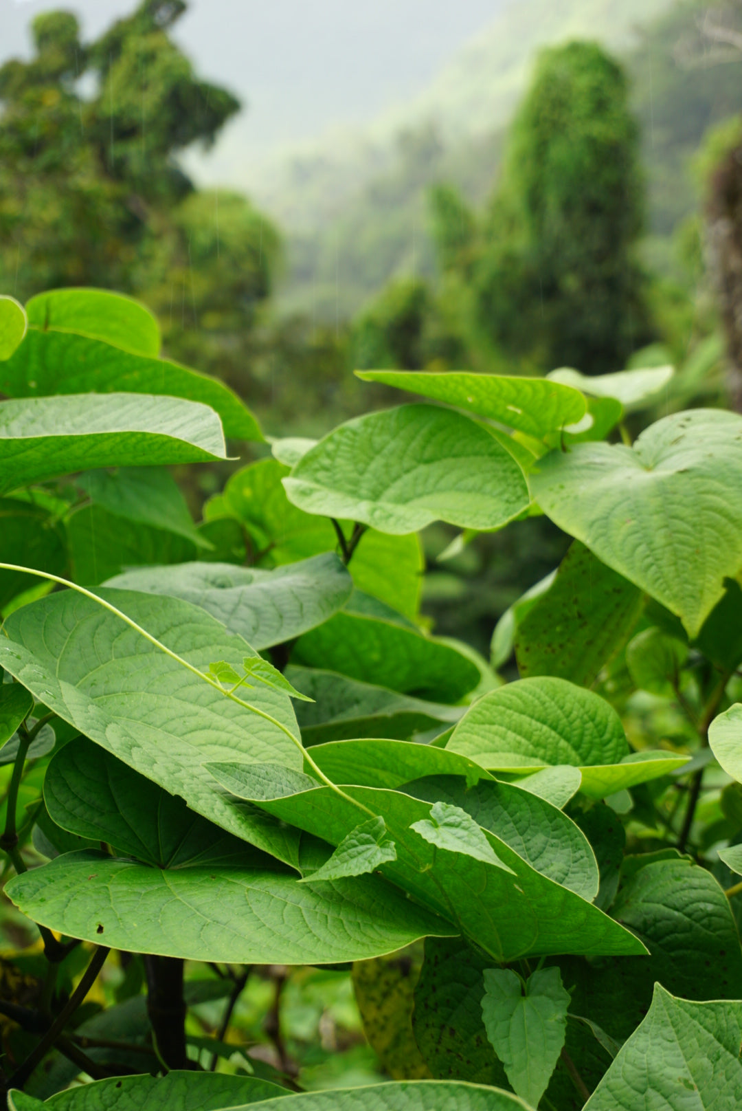 Qamea Kava – 1lb