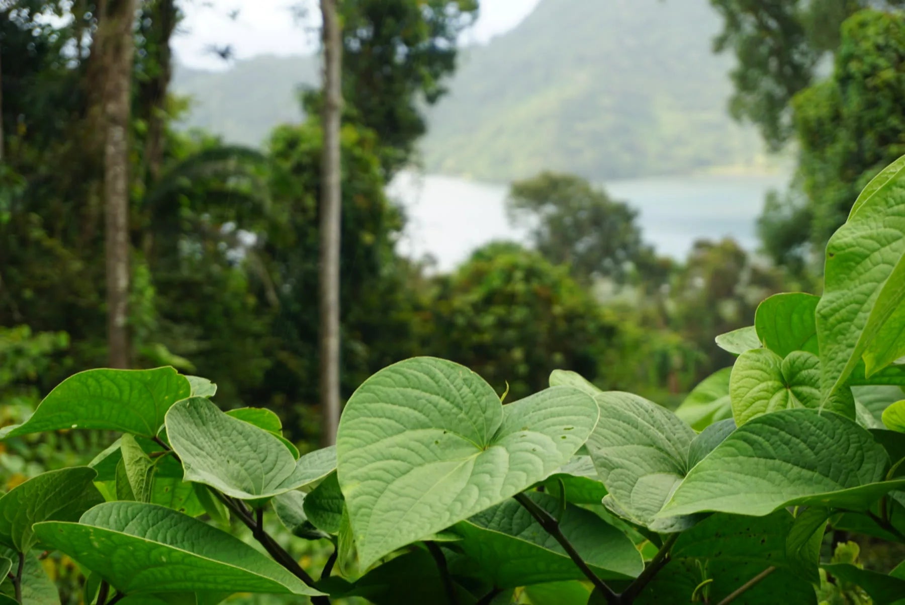 Qamea Island, Fiji — kava leaves overlooking the bay