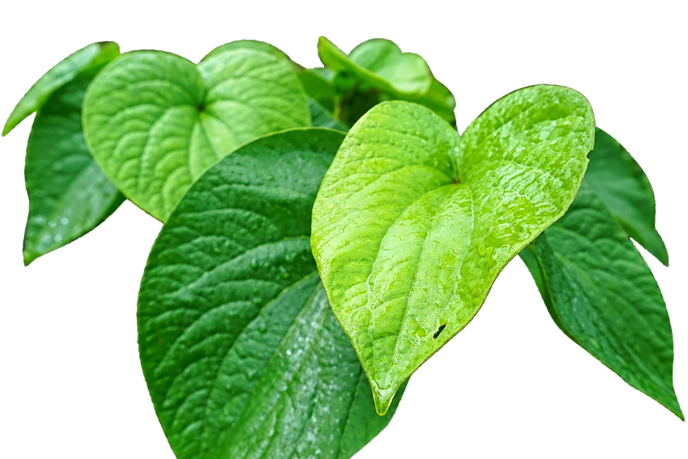 Fresh Noble Fijian Kava leaves