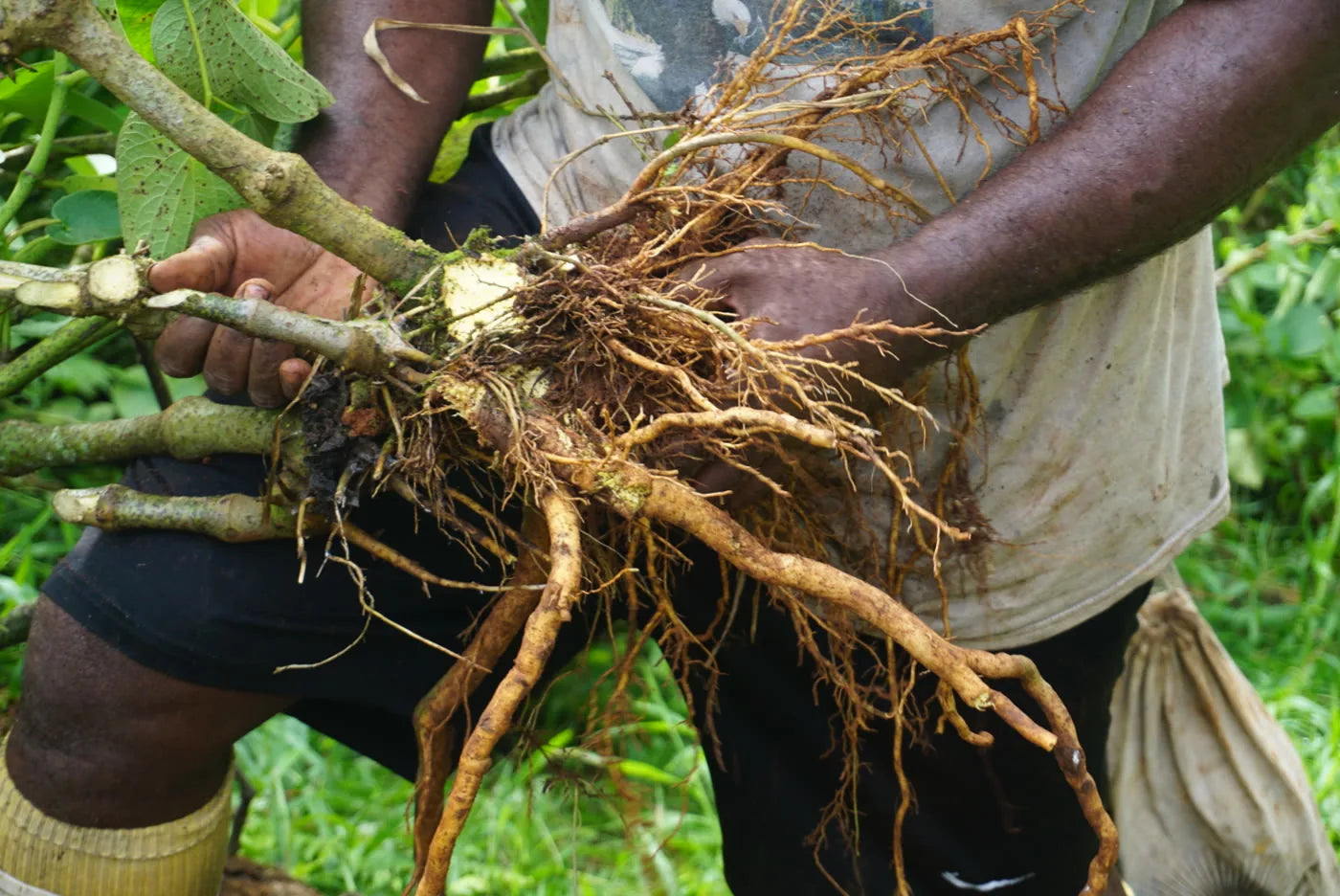 Noble Fijian Kava root