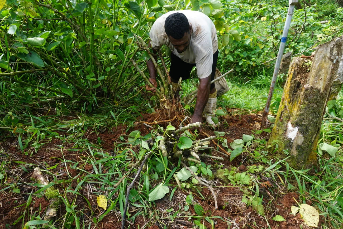 Hand-harvesting Noble Fijian Kava on Qamea Island