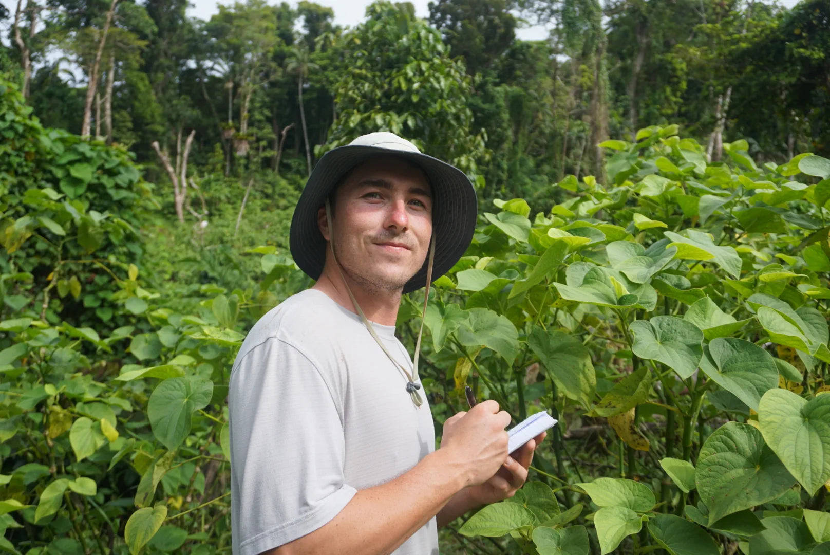 Inspecting the Kava crop on the family farm